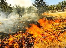بیش از ۵۰ هکتار از جنگل‌های بلوط منطقه «طایی» پلدختر در آتش سوخت