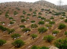۵ پروژه آبخیزداری و جنگل کاری در مهران به بهره برداری رسید