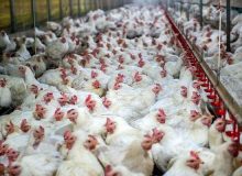 کشف بیش از ۷ تن مرغ زنده قاچاق در دره شهر