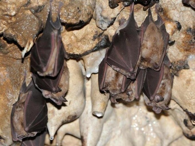 زیستگاه ۳۵ هزار ساله گونه‌های کمیاب خفاش در آبدانان