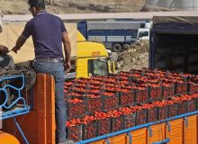 نداشتن شناخت از بازار عراق دلیل مرجوع شدن گوجه فرنگی