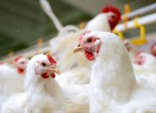 چالش مرغی مسئولان؛ چرا قیمت مرغ پر کشید؟ / منتظر ارزانی باشیم یا عادت کنیم؟