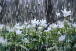 آغاز بارش باران در مناطق مختلف ایلام