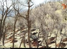 آتش بی‌تدبیری مسئولان به جان جنگل‌های بلوط افتاد / درختان چندصدساله بلوط راست راست جان می‌دهند