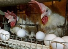 فعالیت ۲۶ واحد پرورش مرغ تخمگذار در کرمانشاه/ به‌زودی قیمت تخم‌مرغ کاهش می‌یابد