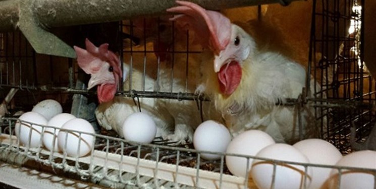 فعالیت ۲۶ واحد پرورش مرغ تخمگذار در کرمانشاه/ به‌زودی قیمت تخم‌مرغ کاهش می‌یابد