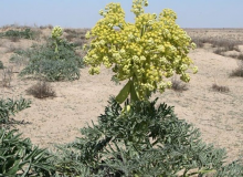 ۲۵ درصد گونه‌های گیاهی کشور در کردستان وجود دارد