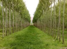 استان ایلام یکی از مهمترین مناطق کشور برای زراعت چوب است