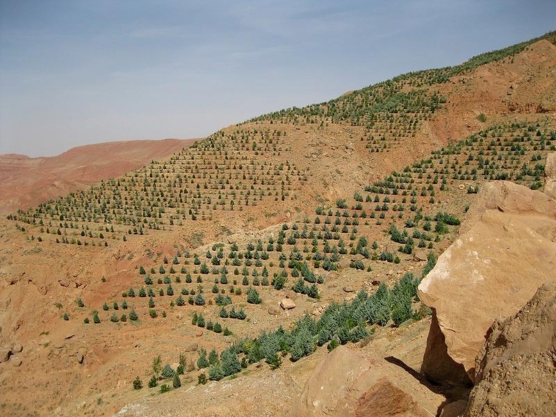 مشارکت مردم باید در زمینه درختکاری بیشتر از گذشته باشد
