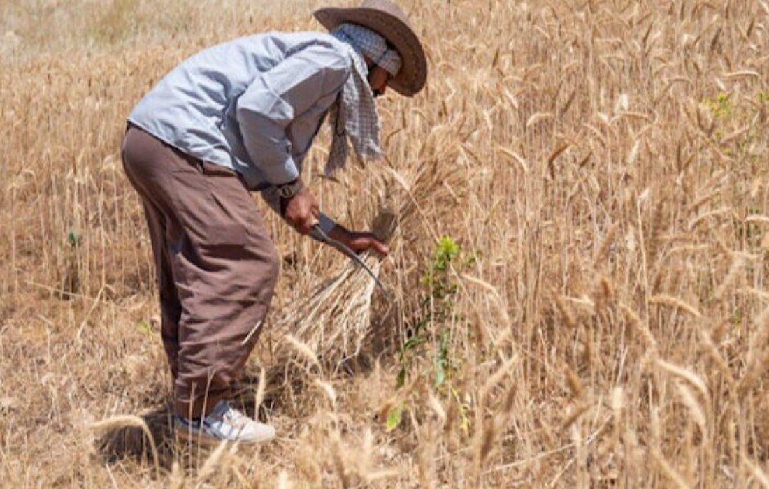 گندم۵هزار تومانی کمک به کشاورز یا افزایش هزینه‌های کشاورزی؟