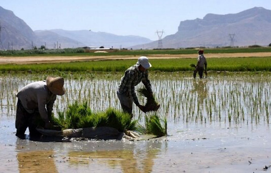برنج به دلیل خشکسالی نباید در کرمانشاه کشت شود