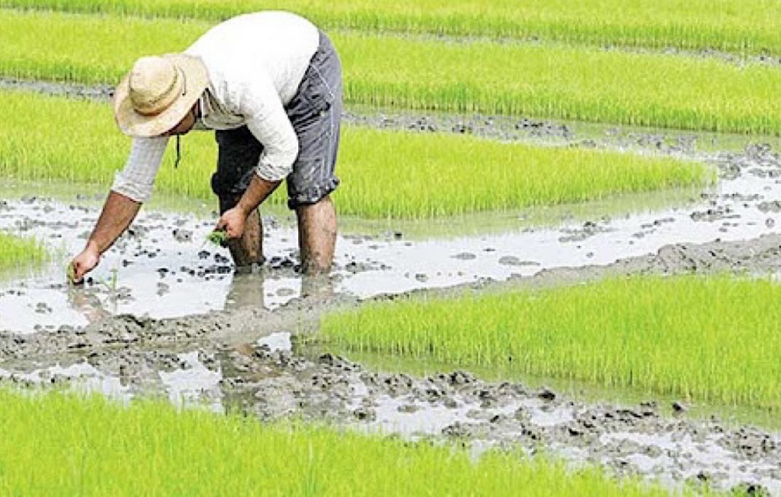 کشت برنج در اراضی کشاورزی چرداول ممنوع شد