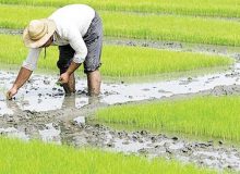 کشت برنج در اراضی کشاورزی چرداول ممنوع شد