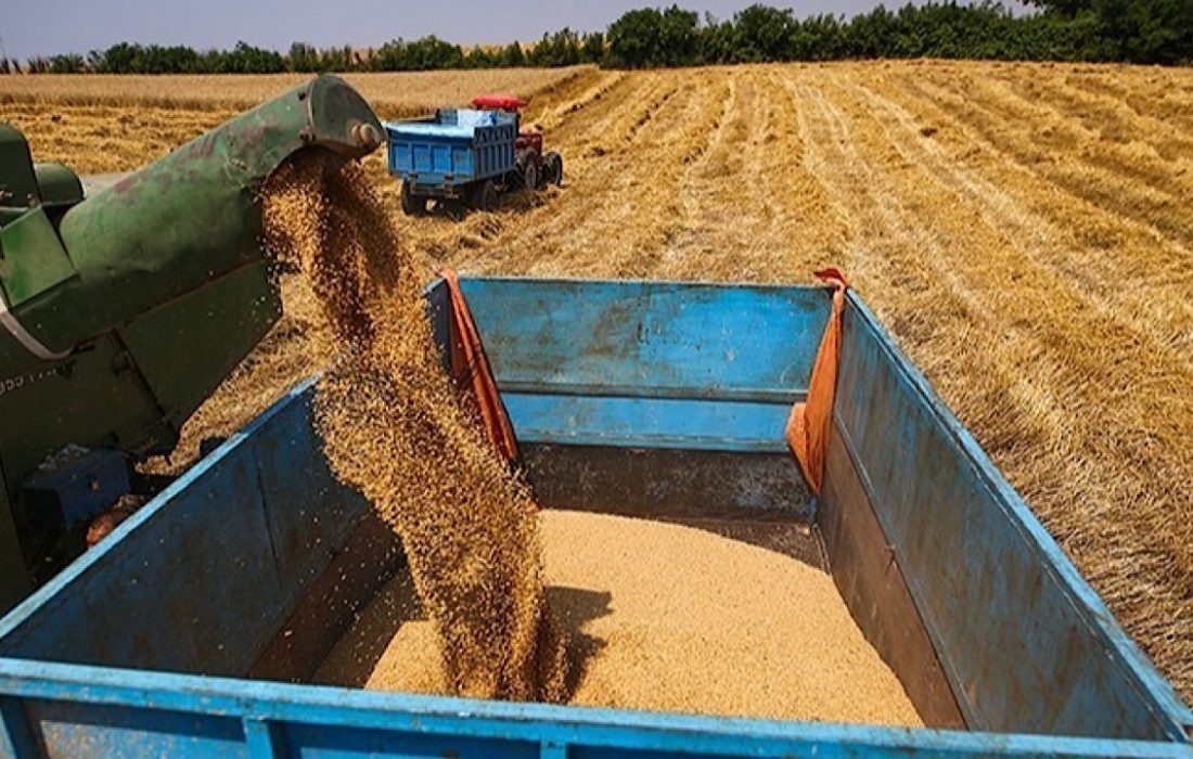 کاهش سن زدگی مزارع گندم کردستان به کمتر از یک تن