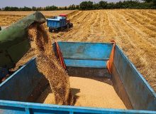 کاهش سن زدگی مزارع گندم کردستان به کمتر از یک تن