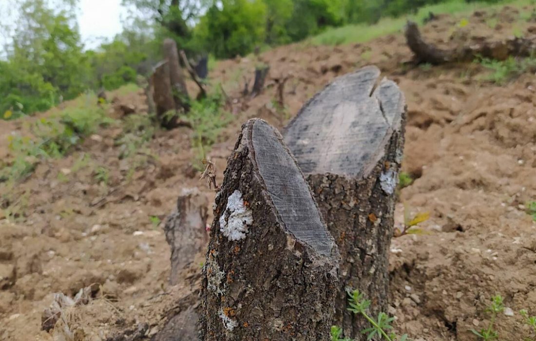 عامل سوزندان درختان جنگلی مریوان شناسایی شد