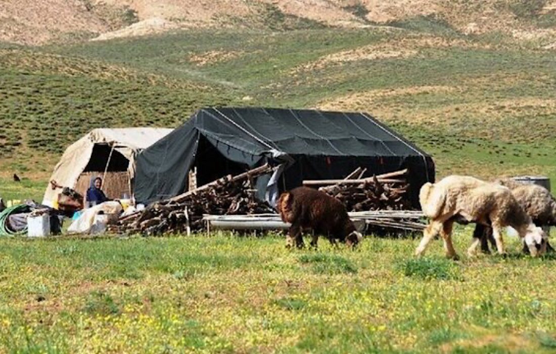 ۲۵ درصد گوشت قرمز کشور توسط عشایر تامین می شود