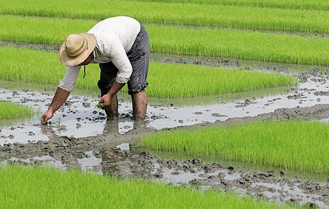 کشت برنج و سیب زمینی در لرستان ممنوع است