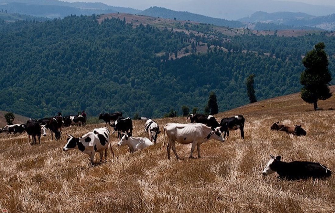 بحران صنعت دامداری در قطب تولید شیر کشور/ گرانی نهاده‌های دامی دامداران استان لرستان را زمین‌گیر کرد