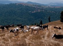 بحران صنعت دامداری در قطب تولید شیر کشور/ گرانی نهاده‌های دامی دامداران استان لرستان را زمین‌گیر کرد