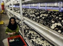 کارآفرینی که برای کولبران شغل ایجاد می‌کند/ قارچ‌های «قلعه‌جی» سروآباد در بازار کشورهای عربی