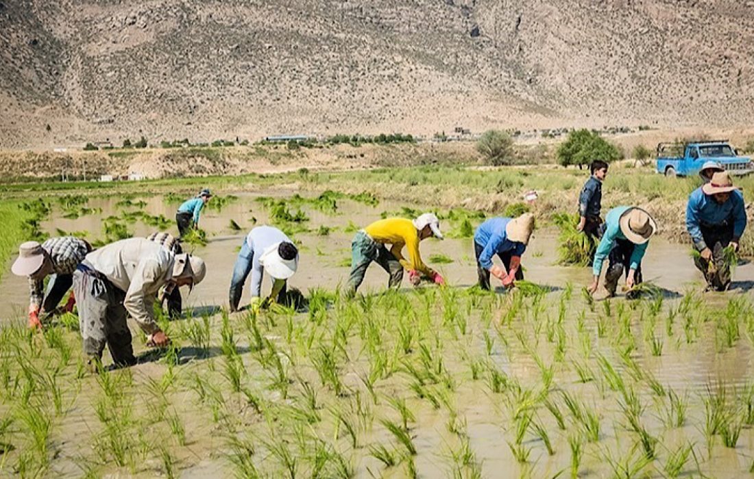 کشت برنج در استان کرمانشاه ممنوع شد