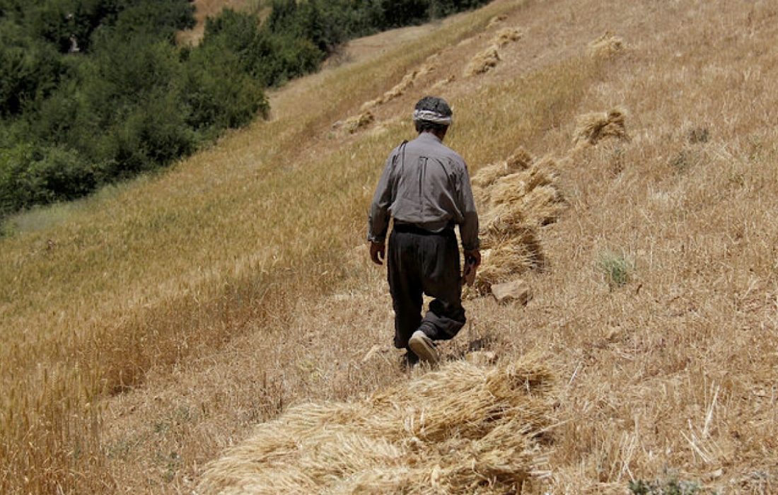 تولیدکنندگان بخش کشاورزی کرمانشاه در انتظار قوانین حمایتی مجلس