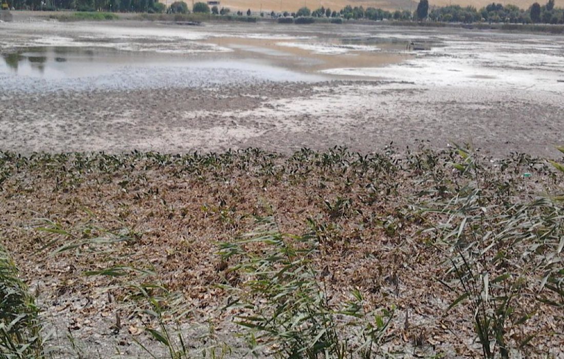 خشکسالی عامل اصلی خشک شدن “سراب نیلوفر”