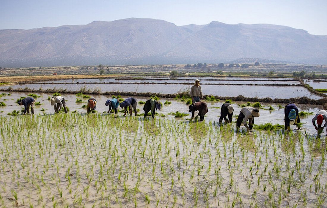کاهش ۲ هزار هکتاری کشت برنج در ایلام