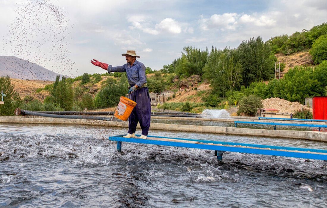کاهش ۹۵ درصدی مصرف آب با اجرای پرورش مکانیزه ماهی در ایلام