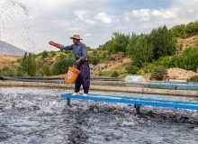 کاهش ۹۵ درصدی مصرف آب با اجرای پرورش مکانیزه ماهی در ایلام
