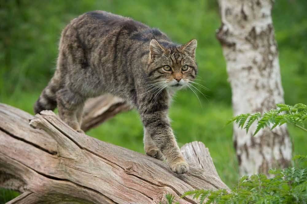 مشاهده گربه وحشی در محیط زیست نهاوند