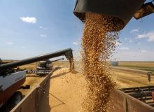 ۱۳۴ هزار تن گندم در استان کرمانشاه خریداری شد