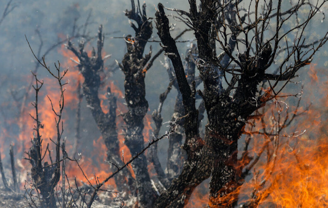۲۴۳ هکتار از مراتع و عرصه‌های طبیعی سنندج طعمه آتش شد