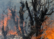 ۲۴۳ هکتار از مراتع و عرصه‌های طبیعی سنندج طعمه آتش شد