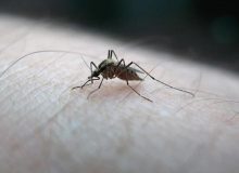 شناسایی ۱۶ مورد مبتلا به مالاریا در چهارمحال و بختیاری