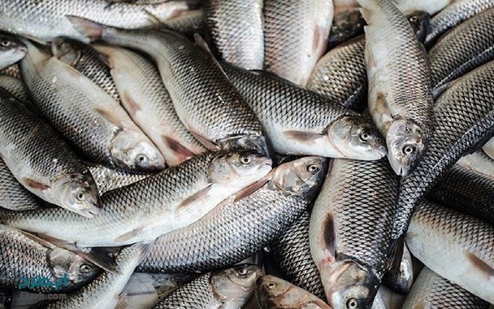 صادرات یک هزار تن ماهی قزل آلا از همدان به روسیه