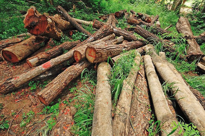متخلفان قطع درختان در منطقه حفاظت شده عبدالرزاق سقز شناسایی شدند