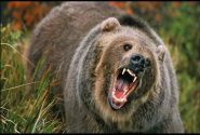 خرس دام‌های دامدار دره‌شهری را درید
