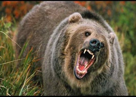 خرس دام‌های دامدار دره‌شهری را درید