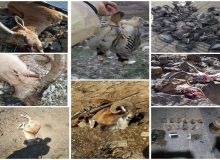 تصاویر شکار، اعضای یک شبکه شکارچیان غیرمجاز را در کرمانشاه لو داد