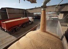 خرید گندم در همدان از مرز ۲۰۰ هزار تن گذشت
