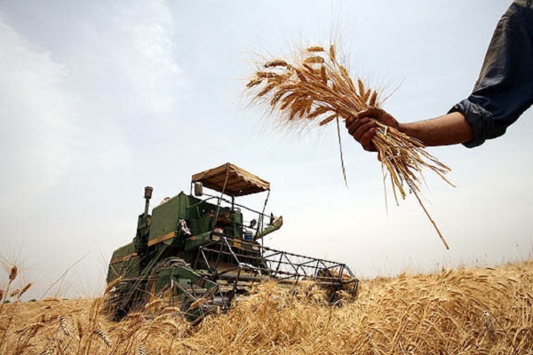 آغاز پرداخت مطالبات گندمکاران همدانی