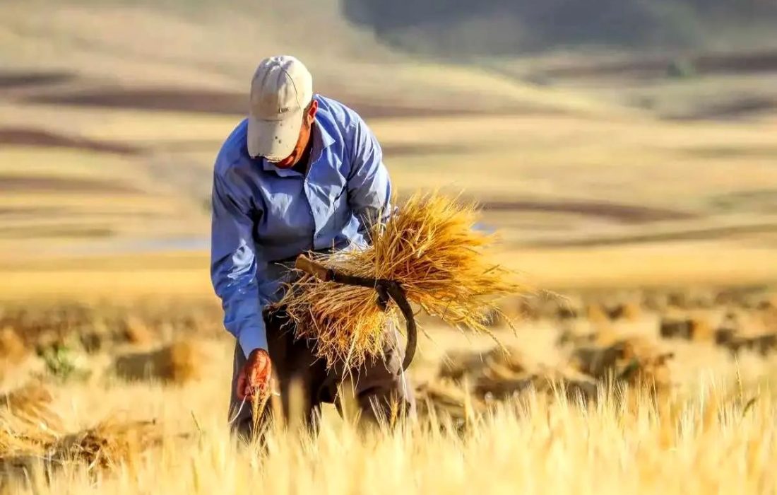 ۹۴ درصد برآورد خرید تضمینی گندم در کردستان محقق شد