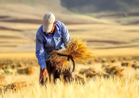 ۹۴ درصد برآورد خرید تضمینی گندم در کردستان محقق شد