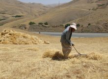 تلاش دولت برای پرداخت مطالبات گندمکاران کردستانی