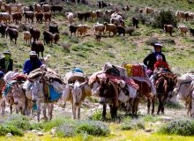 ۹۰ درصد عشایر بومی و مهمان به مناطق گرمسیری ایلام کوچ کرده اند