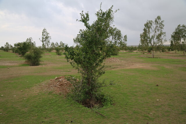 وجود ۳۹ ذخیره‌گاه جنگلی در چهارمحال و بختیاری