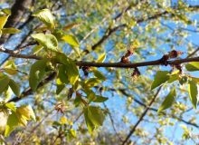 هواشناسی در خصوص سرمازدگی باغات در چهارمحال و بختیاری هشدار داد