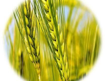 ایلام یکی از استان‌های موفق اجرای الگوی کشت کشور